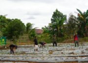 Dukung Ketahanan Pangan, Satgas TMMD Reguler ke-127 Kodim 1015/Sampit Dan Warga Tanam Sayur.