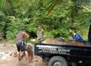 Akses Jalan Rusak, Babinsa Koramil 1015-03/Mentawa Baru Ketapang Bersama Warga Gotong Royong Perbaiki Jalan